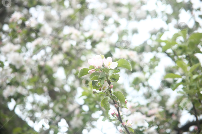 Скачать Нежные  прелестные белые цветы фотосток Ozero