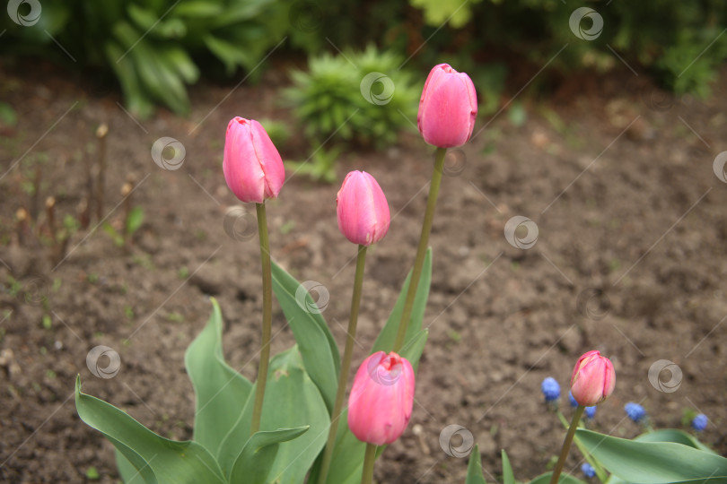 Скачать Нежные цветы алого тюльпана фотосток Ozero