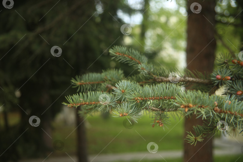 Скачать Ветка ели зеленой в лесу фотосток Ozero