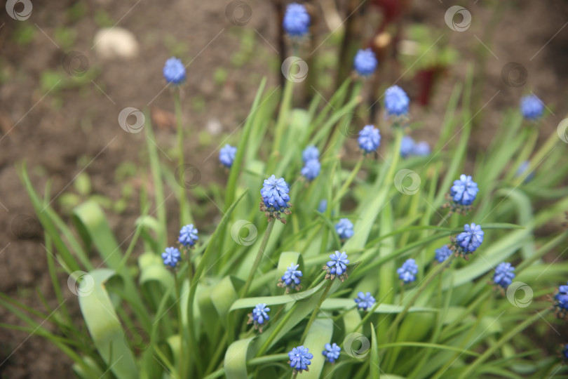 Скачать Фиолетовые цветы красивые фотосток Ozero