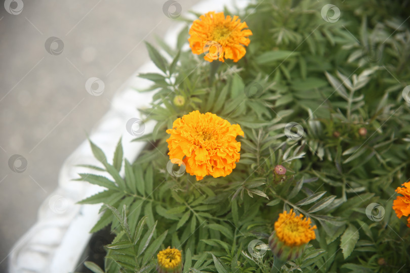 Скачать Нежные желто-оранжевые цветы фотосток Ozero