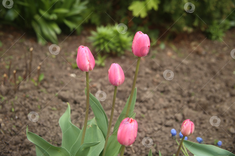 Скачать Нежные цветы алого тюльпана фотосток Ozero