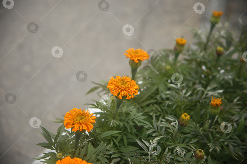 Скачать Нежные желто-оранжевые цветы фотосток Ozero