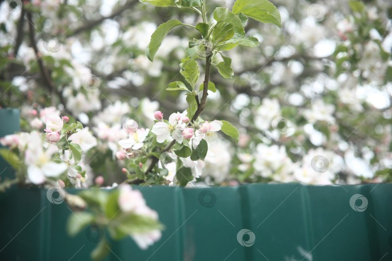 Скачать Белые цветы красивые фотосток Ozero