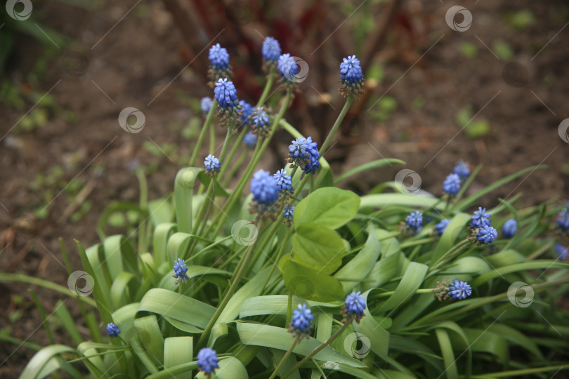 Скачать Фиолетовые цветы красивые фотосток Ozero