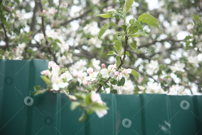 Скачать Белые цветы красивые крупным планом фотосток Ozero