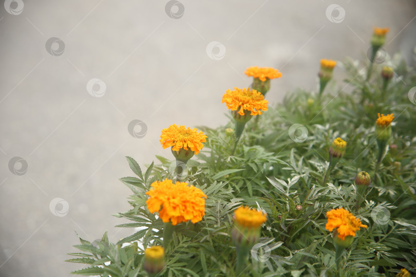 Скачать Нежные желтые цветы на кустарнике фотосток Ozero