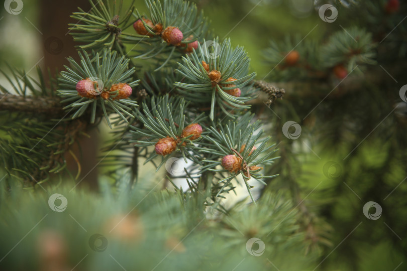 Скачать Ветка ели зеленой фотосток Ozero