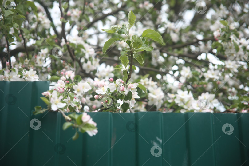 Скачать Белые цветы красивые фотосток Ozero