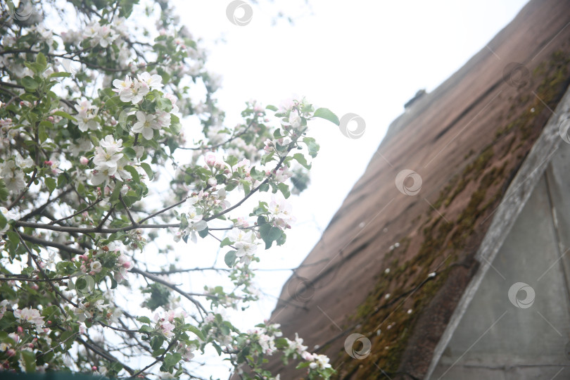 Скачать Белые цветы красивые нежные фотосток Ozero