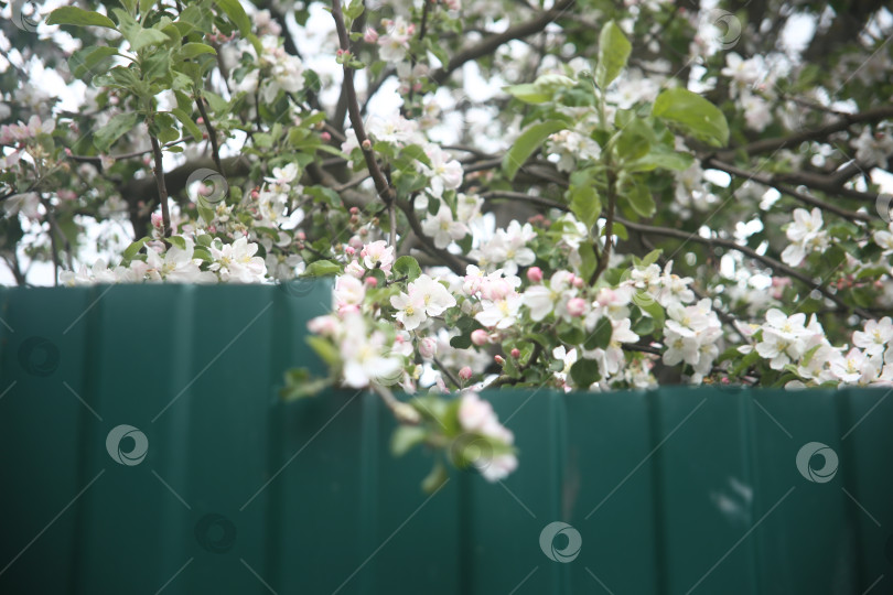 Скачать Белые цветы красивые крупным планом фотосток Ozero