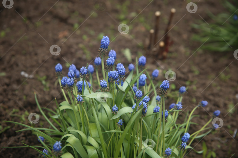 Скачать Белые цветы красивые и нежные фотосток Ozero