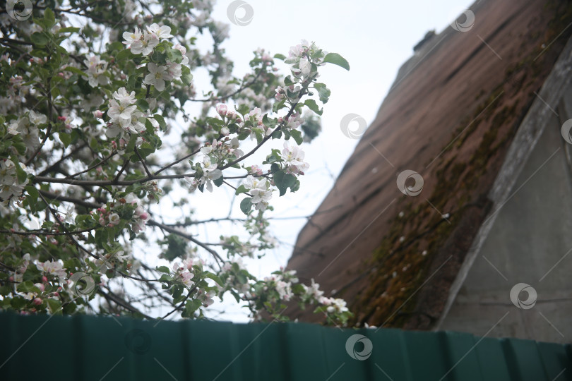 Скачать Зелень с листьями и цветы в саду фотосток Ozero