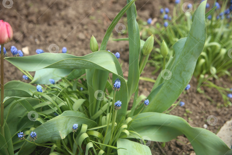 Скачать Красивые фиолетовые цветы фотосток Ozero