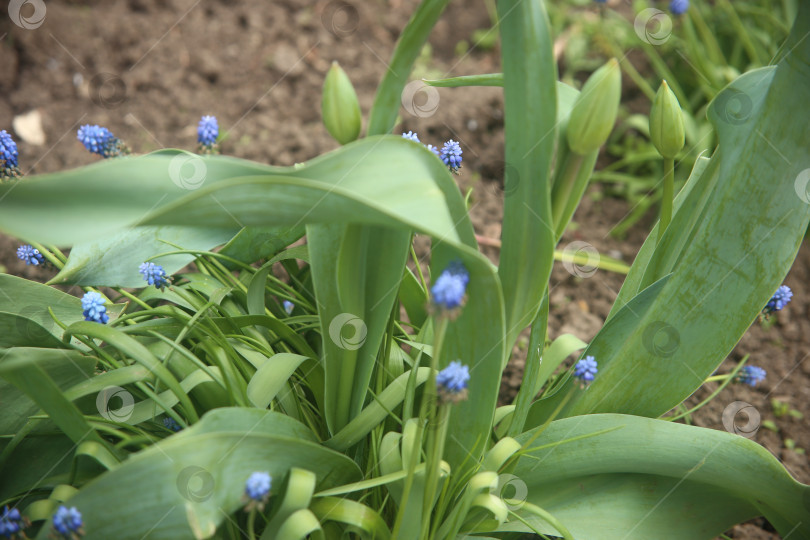 Скачать Фиолетовые цветы красивые фотосток Ozero