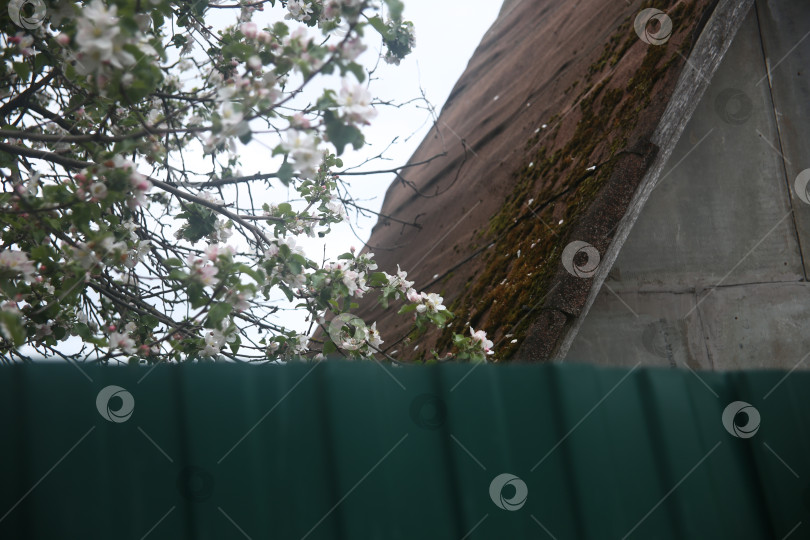 Скачать Цветы красивые на ветке фотосток Ozero