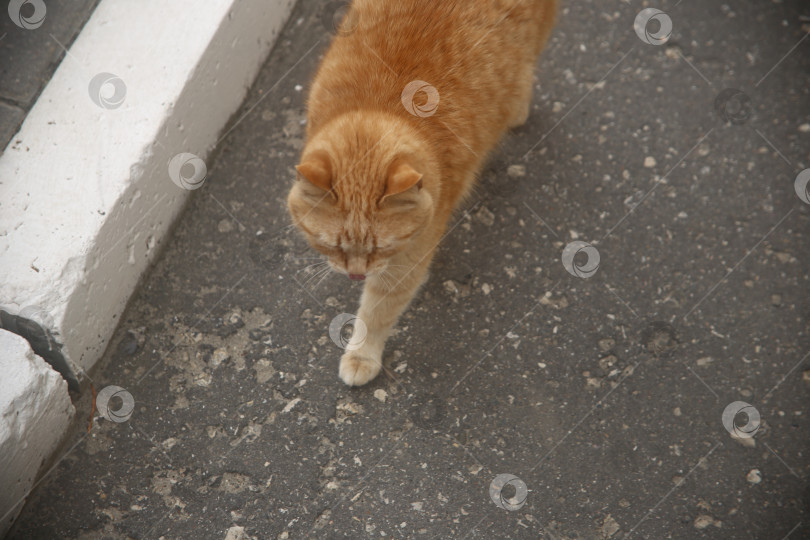 Скачать Кот рыжий гуляет по улице фотосток Ozero