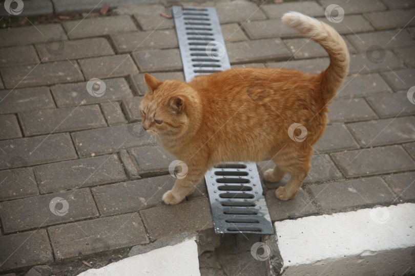 Скачать Кот рыжий гуляет фотосток Ozero