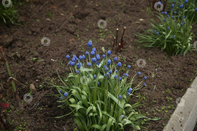 Скачать Фиолетовые цветы красивые фотосток Ozero