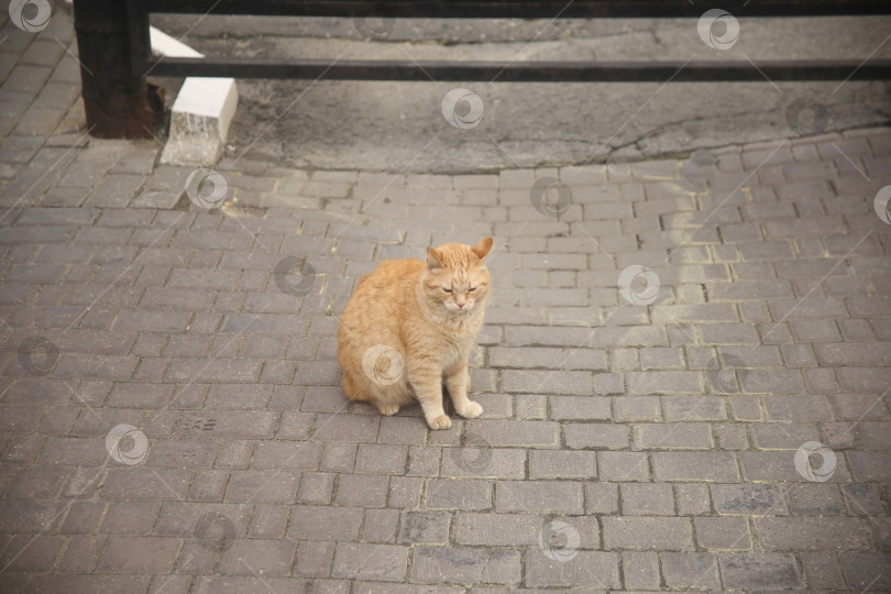 Скачать Кот рыжий гуляет фотосток Ozero