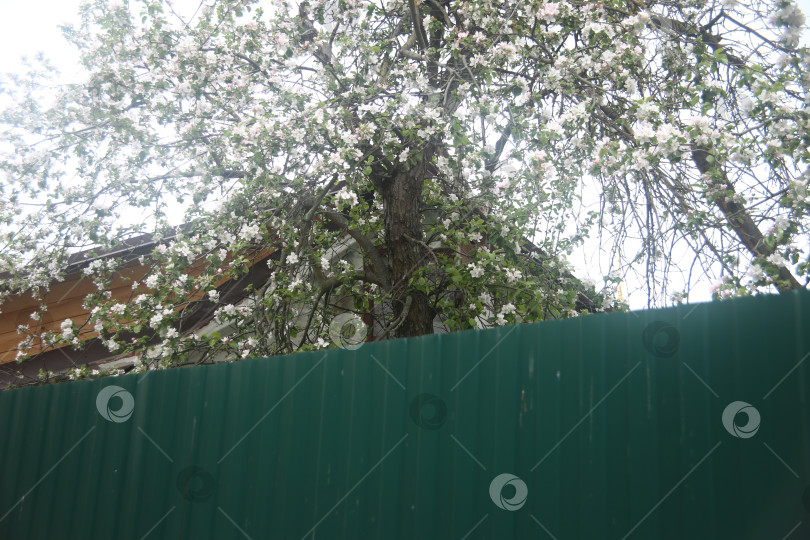 Скачать Зелень с листьями и цветы в саду фотосток Ozero