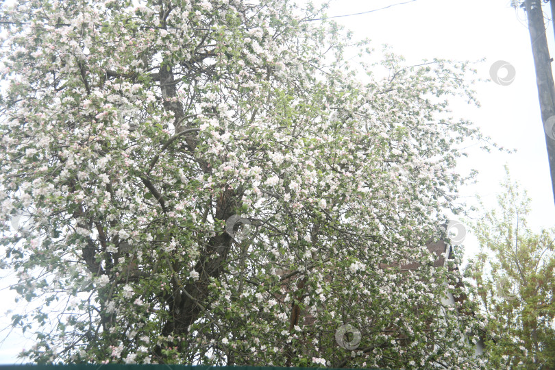 Скачать Ветки дерева с белыми цветами фотосток Ozero