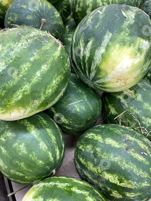 Скачать Арбузы, выставленные на прилавке рынка, демонстрируют свежие продукты и концепцию здорового питания фотосток Ozero
