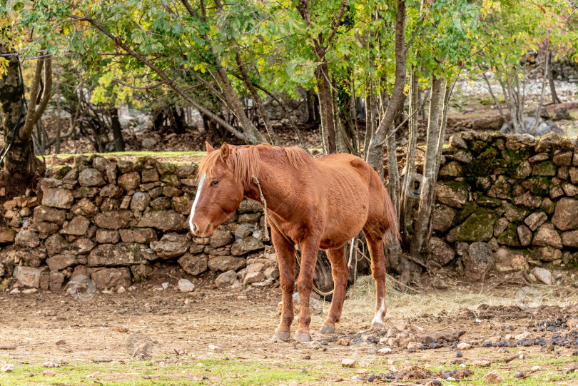 Скачать Домашняя лошадь, пасущаяся на луговых пастбищах, ферма с животными на открытом воздухе фотосток Ozero