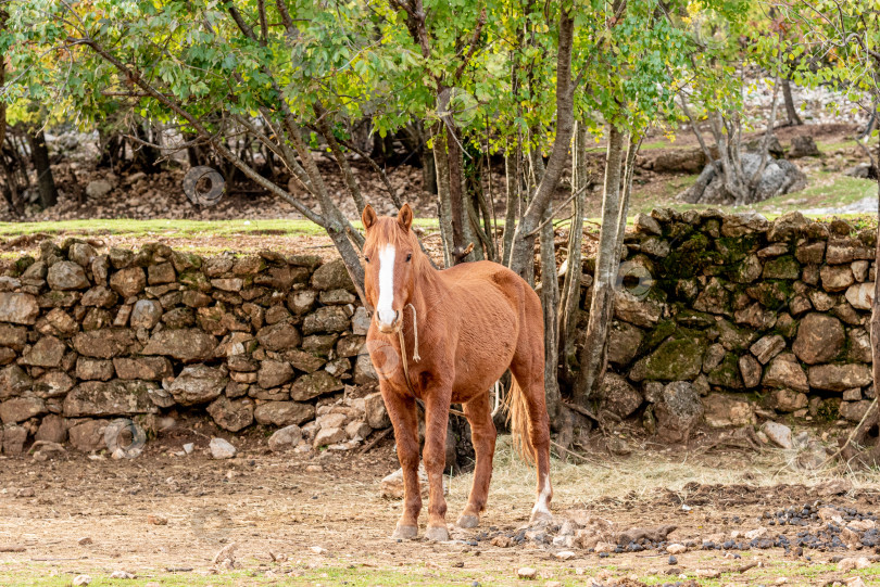 Скачать Домашняя лошадь, пасущаяся на луговых пастбищах, ферма с животными на открытом воздухе фотосток Ozero