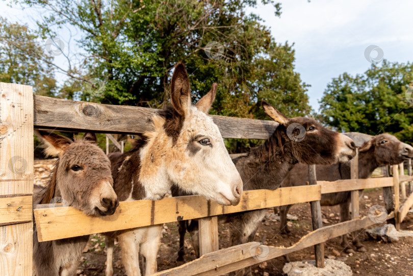 Скачать Милые пушистые ослики высунули головы из стойла, домашние сельскохозяйственные животные на открытом воздухе фотосток Ozero