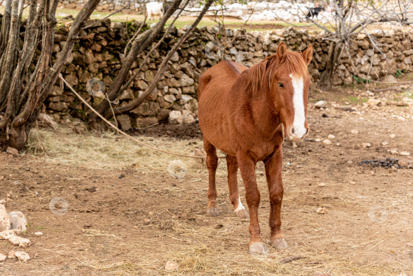 Скачать Домашняя лошадь, пасущаяся на луговых пастбищах, ферма с животными на открытом воздухе фотосток Ozero