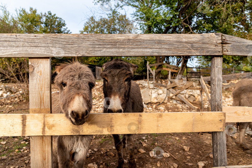 Скачать Милые пушистые ослики высунули головы из стойла, домашние сельскохозяйственные животные на открытом воздухе фотосток Ozero