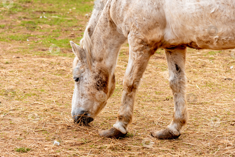Скачать Домашняя лошадь, пасущаяся на луговых пастбищах, ферма с животными на открытом воздухе фотосток Ozero