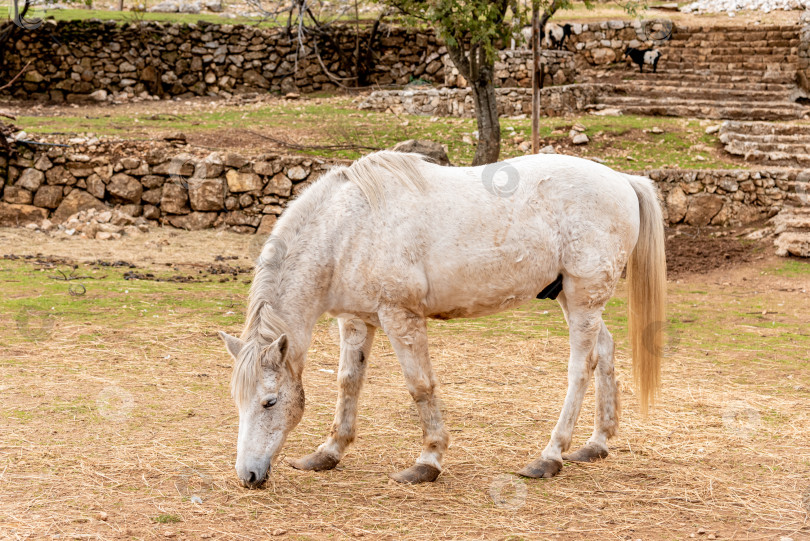 Скачать Домашняя лошадь, пасущаяся на луговых пастбищах, ферма с животными на открытом воздухе фотосток Ozero
