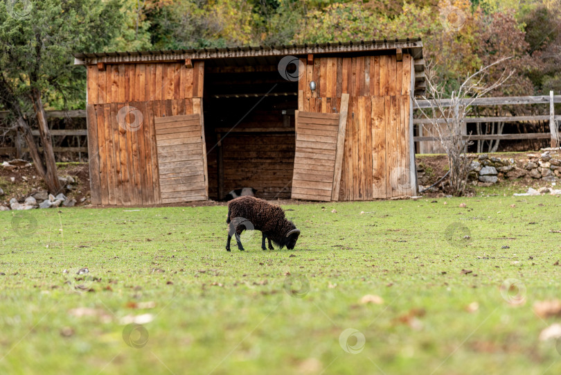 Скачать Домашние сельскохозяйственные животные, прогуливающиеся в просторном стойле, животные на фоне сельскохозяйственных угодий фотосток Ozero