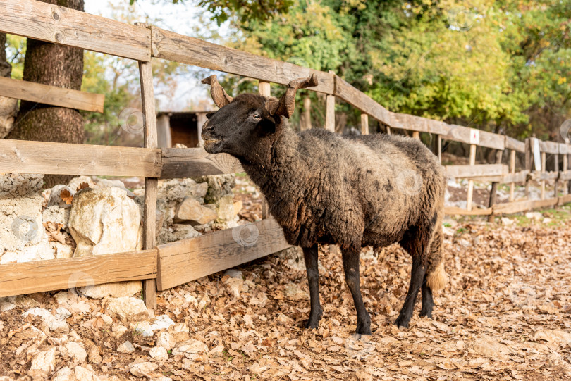 Скачать Домашние сельскохозяйственные животные, прогуливающиеся в просторном стойле, животные на фоне сельскохозяйственных угодий фотосток Ozero
