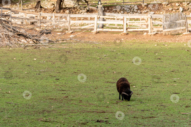 Скачать Домашние сельскохозяйственные животные, прогуливающиеся в просторном стойле, животные на фоне сельскохозяйственных угодий фотосток Ozero