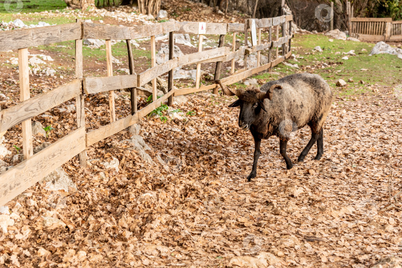 Скачать Домашние сельскохозяйственные животные, прогуливающиеся в просторном стойле, животные на фоне сельскохозяйственных угодий фотосток Ozero