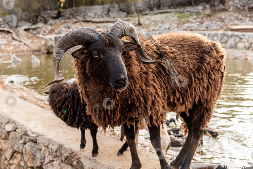 Скачать Домашние сельскохозяйственные животные, прогуливающиеся в просторном стойле, животные на фоне сельскохозяйственных угодий фотосток Ozero