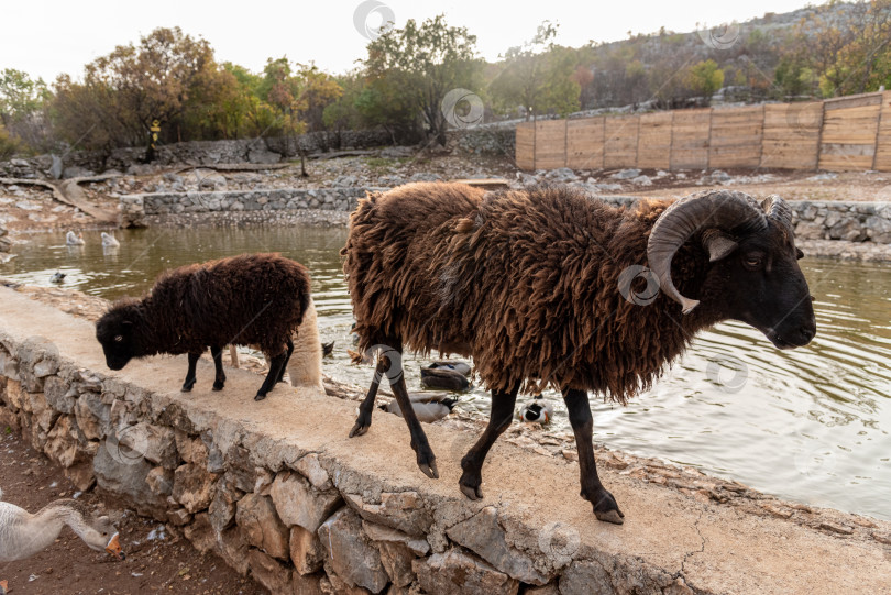 Скачать Домашние сельскохозяйственные животные, прогуливающиеся в просторном стойле, животные на фоне сельскохозяйственных угодий фотосток Ozero