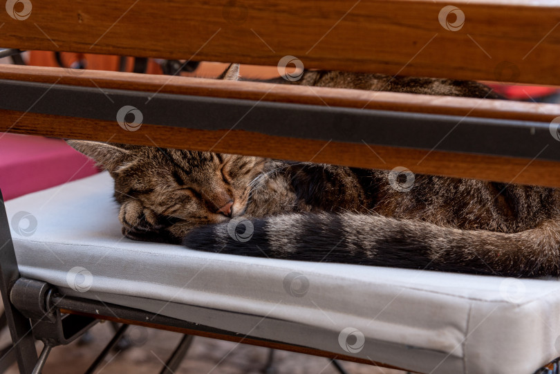 Скачать Бездомный пушистый забавный домашний кот, домашнее животное, свернувшееся калачиком и спящее на стуле в кафе фотосток Ozero