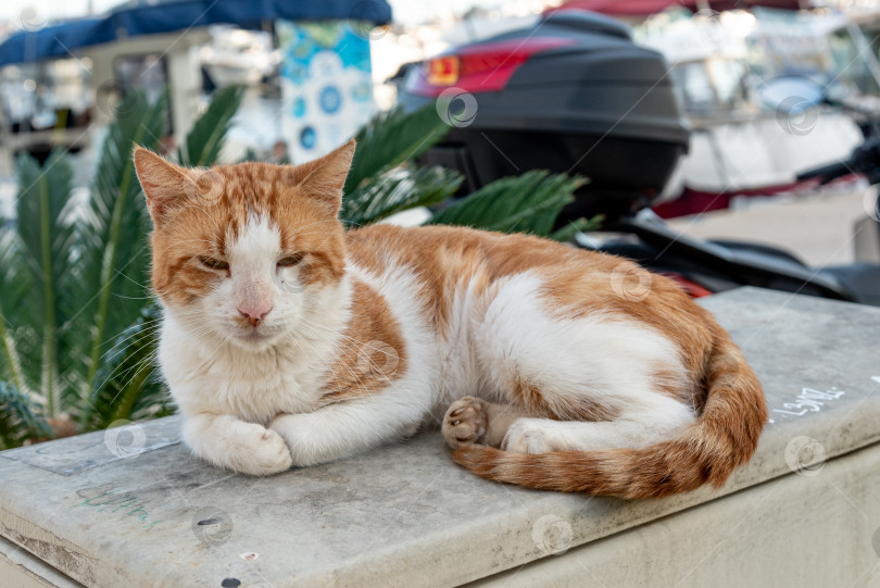 Скачать Бездомный беспородный пушистый пушистый забавный домашний кот домашнее животное гуляющее по улицам города фотосток Ozero