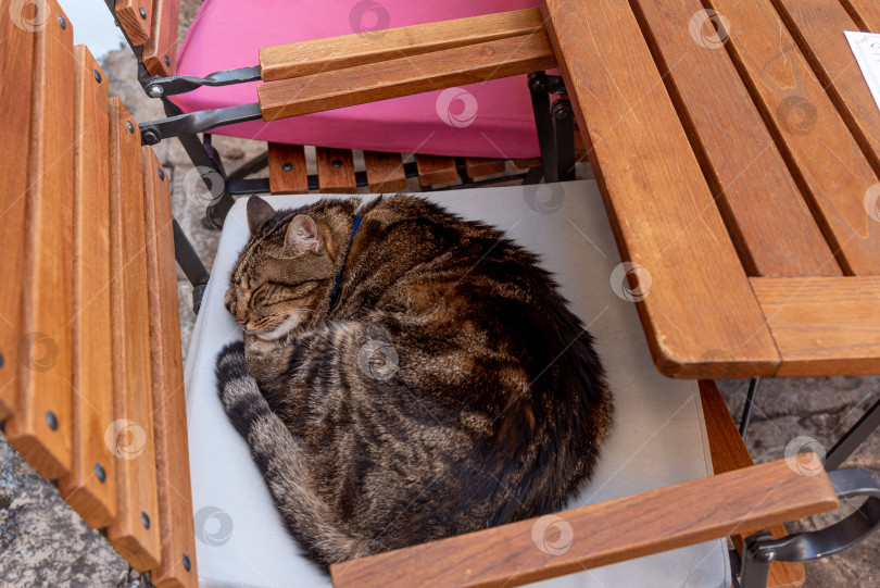 Скачать Бездомный пушистый забавный домашний кот, домашнее животное, свернувшееся калачиком и спящее на стуле в кафе фотосток Ozero