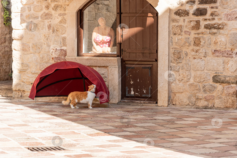 Скачать Бездомный беспородный пушистый пушистый забавный домашний кот домашнее животное гуляющее по улицам города фотосток Ozero