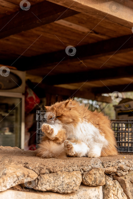 Скачать Бездомный беспородный пушистый пушистый забавный домашний кот домашнее животное гуляющее по улицам города фотосток Ozero