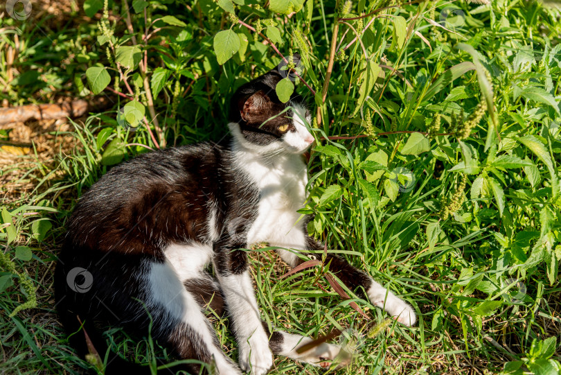 Скачать Бездомный пушистый забавный домашний кот, домашнее животное, свернувшееся калачиком и спящее на городской улице фотосток Ozero