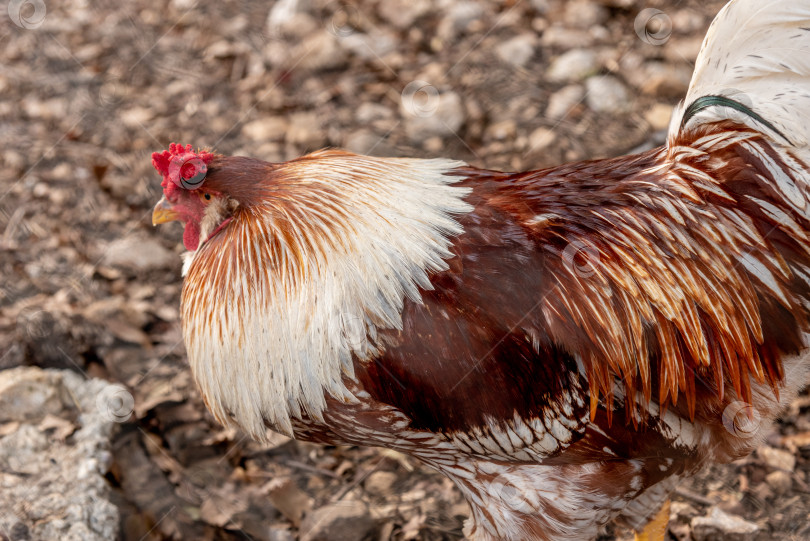 Скачать Петухи и куры гуляют в фермерском курятнике на заднем дворе, домашняя птица в деревенском доме фотосток Ozero