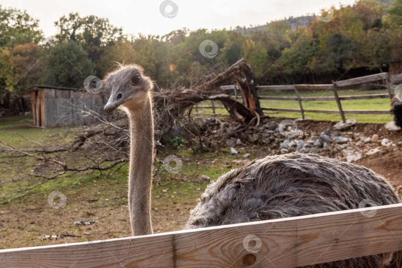Скачать Домашний страус эму прогуливается по просторному стойлу на ферме, домашние животные пасутся снаружи фотосток Ozero