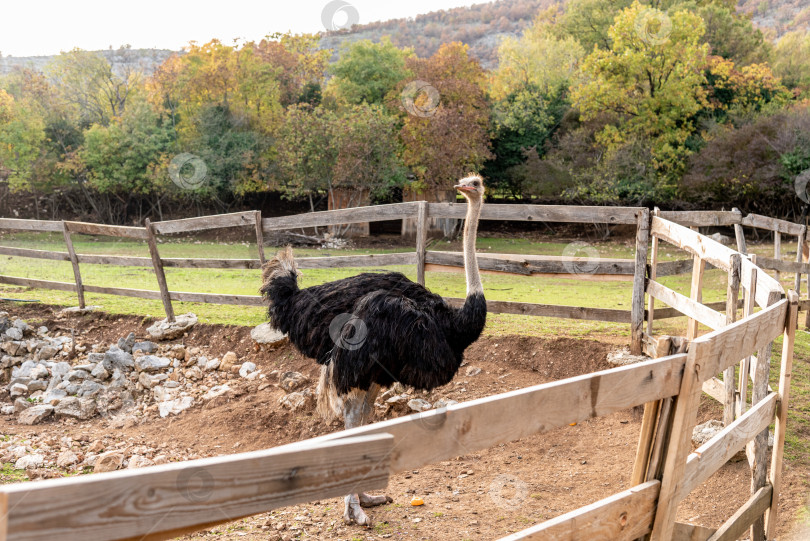 Скачать Домашний страус эму прогуливается по просторному стойлу на ферме, домашние животные пасутся снаружи фотосток Ozero