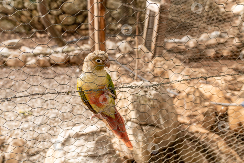 Скачать Экзотические попугаи в птичьей клетке на ферме, тропические домашние птицы, летающие снаружи фотосток Ozero